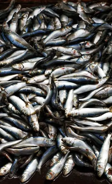 Alimentos marinos que consumían en el norte del país las culturas prehispánicas