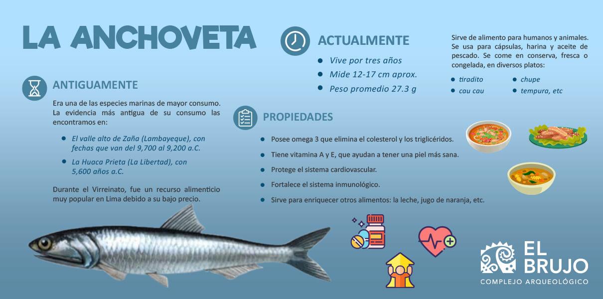 anchoveta infografoa