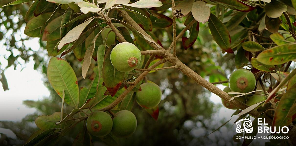 árbol de la lúcuma