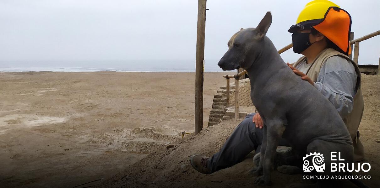 perro peruano sin pelo