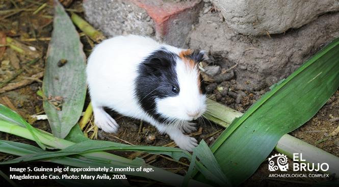 guinea pig peruvian