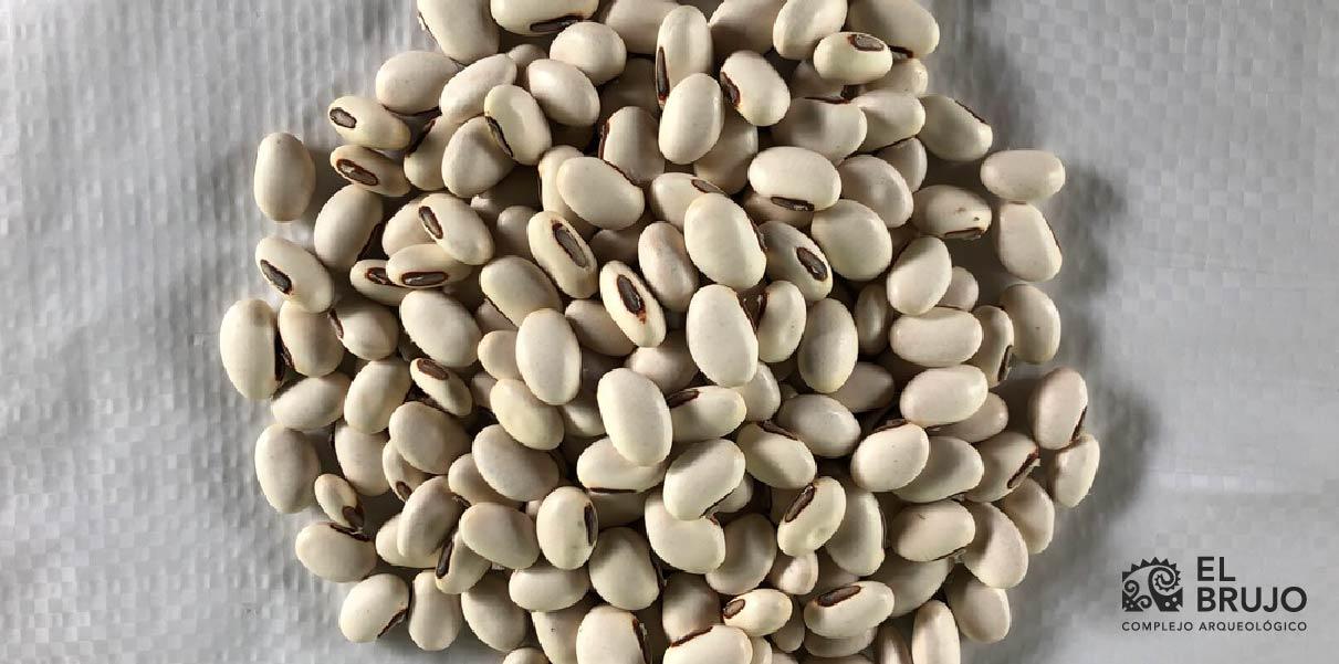 el pallar del gentil o frejolón el pallar del gentil o frejolón