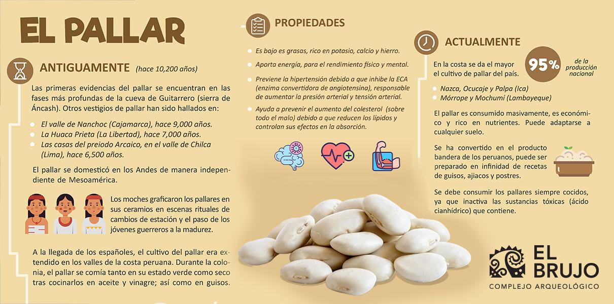 beneficios del pallar