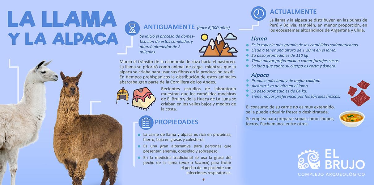 ALPACA Y ALGODÓN PERUANOS: Porque la lana de Alpaca me produce alergia?