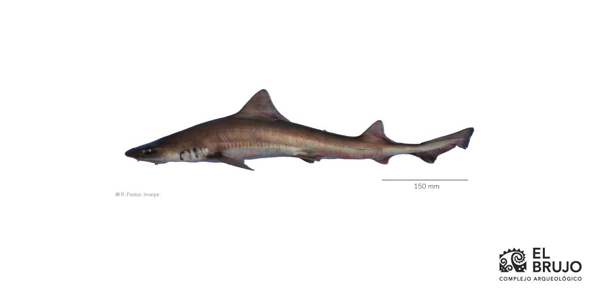 the hound shark