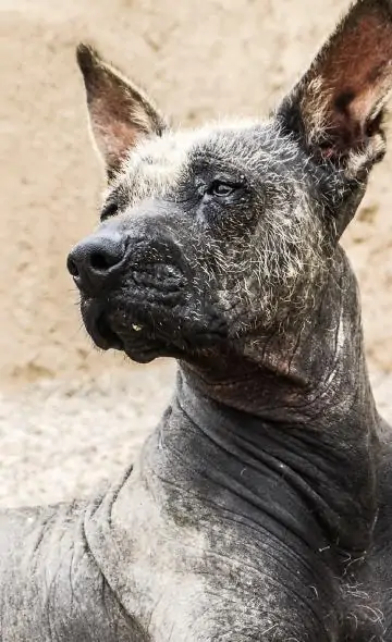 El perro y su domesticación en el Perú prehispánico