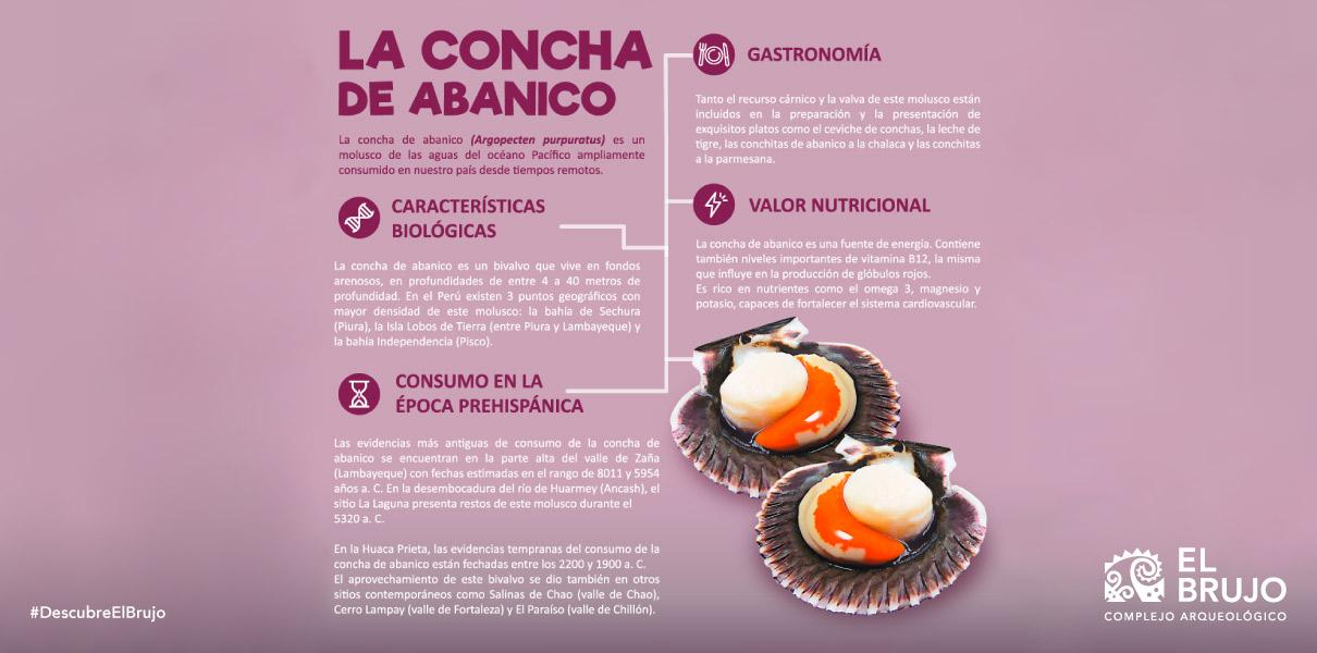 La concha de abanico características