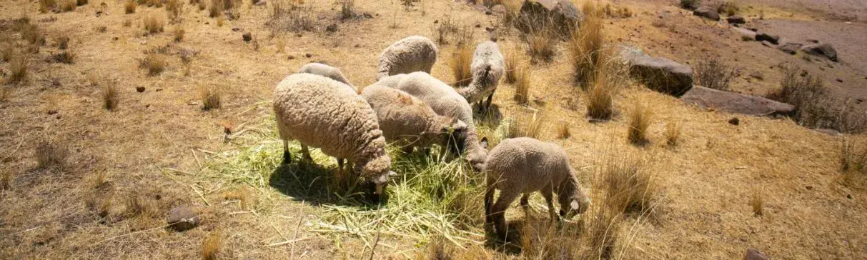 Las ovejas de época colonial en El Brujo: historia y evidencias arqueológicas