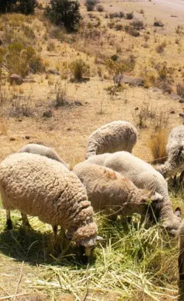 Las ovejas de época colonial en El Brujo: historia y evidencias arqueológicas