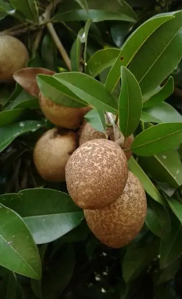 Serie Alimentos Andinos: El sapote